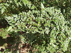 Rubus thibetanus